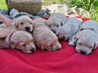 Zlatý Retriever - 4