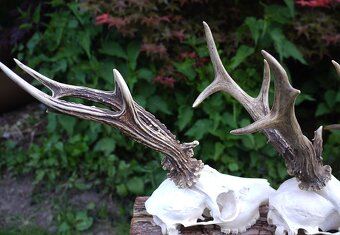 Trofej, trofeje, parohy, parožie - 4