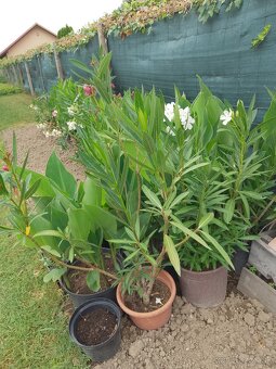 Oleander - 4