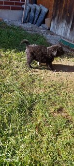 Darujem šteniatka - 4