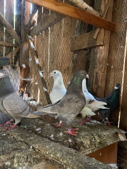 Predám poštové holuby - 4