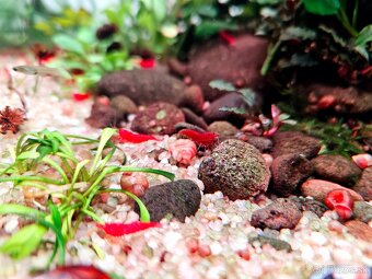 Krevetky - Neocaridina davidi bloody mary - 4