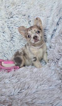 Francúzsky buldoček - 4