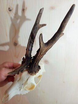 Trofej trofeje parohy parožie zhody,,, - 4