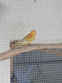 Papagáj spevaví - 4