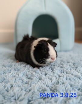 Morske prasiatka - 4