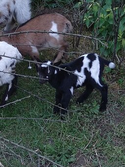 Minikozy darujem - 4