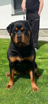 Rotvajler, rottweiler s PP - 4