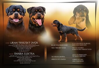 Rotvajler, rottweiler  s PP - 4
