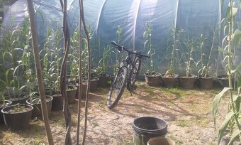 trstina obrovská Aruna Arundo-donax Trsteník - 4