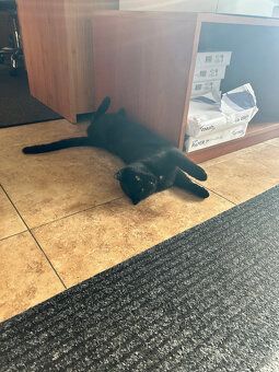 Darujem do dobrý rúk - 4