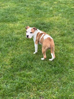 Americký stafordšírsky teriér - 4