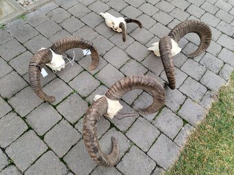 Trofeje muflonov - 4