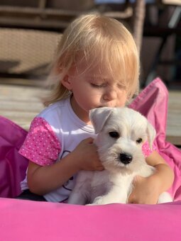 Bradáč malý biely - šteniatka s PP - sučky - 4