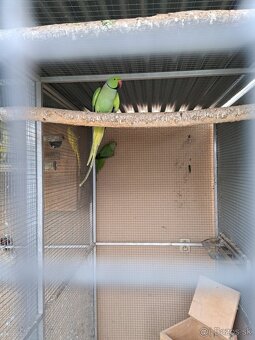 Chovná párka ALEXANDER MALY - 4