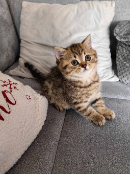 Britský krátkosrstý kocur Black golden tabby - 4