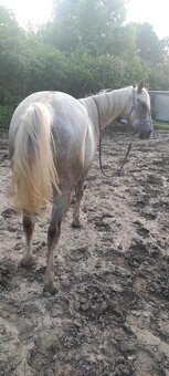Appaloosa - 4