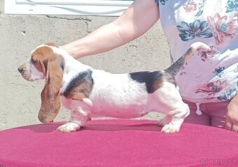 Štěně Basset Hound - 4