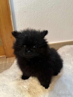 Pomeranian šteniatká - 4