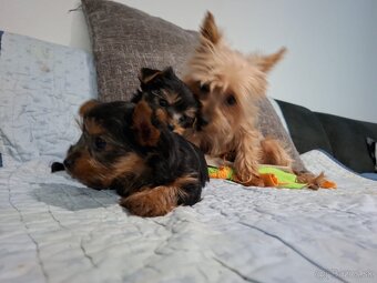 Yorkshirsky teriér  MINI psík do dobrých rúk - 4