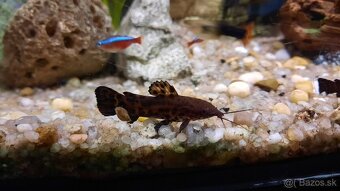 Synodontis a Pancierniček Trinidadský - Megalechis - 4