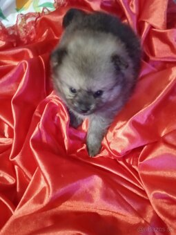 Prodám štěňata pomeranianu - 4