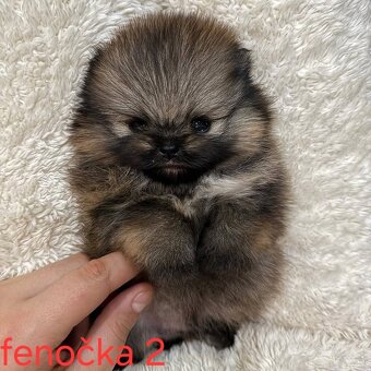 Pomeranian mini - 4
