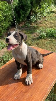 Americky pitbul - 4