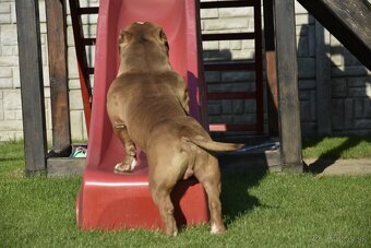 American bully s PP - 4