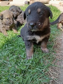 Darujem šteniatka - 4