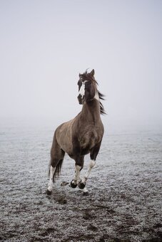 Paint horse pripustanie - 4
