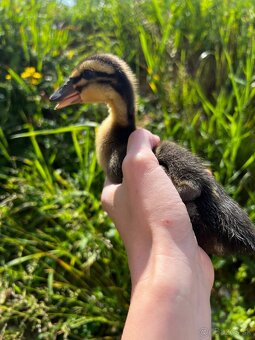 🦆 Predám kačky – ruanské 🦆 - 4