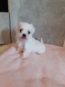 Mini Maltezák - 4