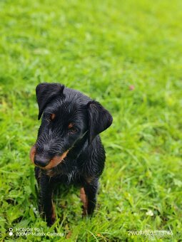 Fenka jagdterrier - 4