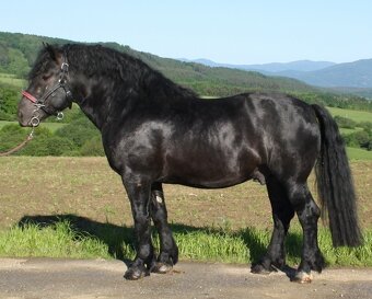 Kobyla Norik Muránsky 10 mesiacov - 4