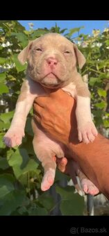 American bully xl - 4