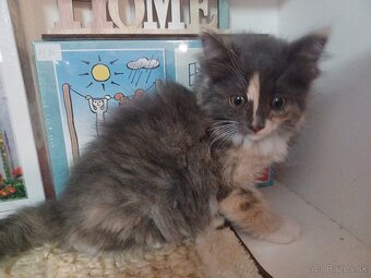Ragdoll mačička - 4