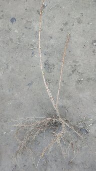 Čierne ríbezle, červené ríbezle, josta, biele ríbezle - 4