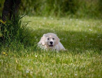 Zlaty retriever golden retriever šteniatka s pp - 4