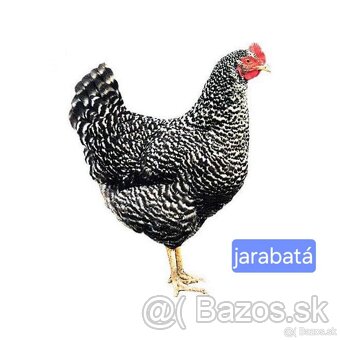 Dominant modrá - 4