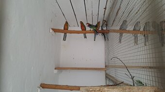 Rozela žltolíca – prírodná, modrá - 4