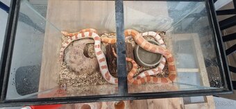 Užovky plus teraria na predaj - 4