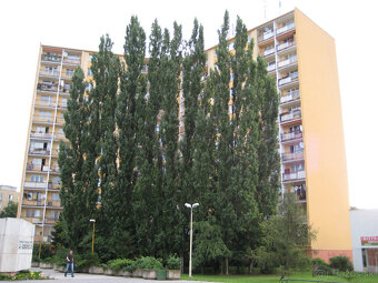 PRENAJMEM 1-IZB BYT, KE-STARE MESTO - 4