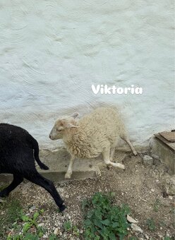Predáme 3 po dohode kastrovanych mini baranov do chovu. - 4