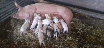 Odstavčatá z domáceho chovu - 4