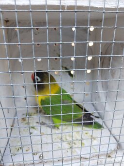 Predam agapornis - 4