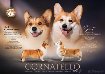Welsh corgi pembroke - 4