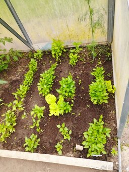 Predám planty (priesady rajčiny a papriky) - 4