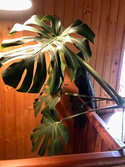 Monstera deliciosa - 4