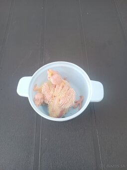 Maličké korelky pár dňove hneď na ručné dokrmovanie - 4